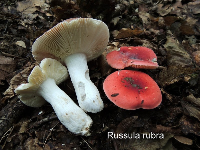 Russula rubra-amf2148.jpg - Russula rubra ; Syn: Russula kavinae ; Nom français: Russule de velours rouge